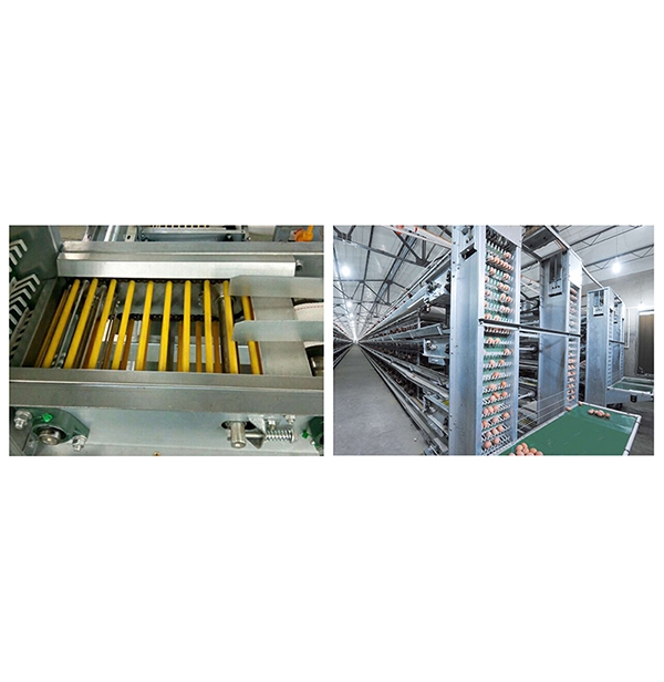 澄迈县蛋鸡集蛋系统