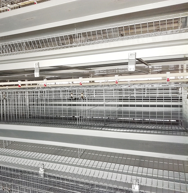 肉鸡装备供应商