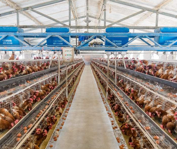 使用蛋鸡装备捡蛋机的利益