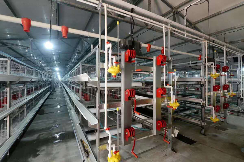 全自动养鸡装备的种类及特点你知道吗？