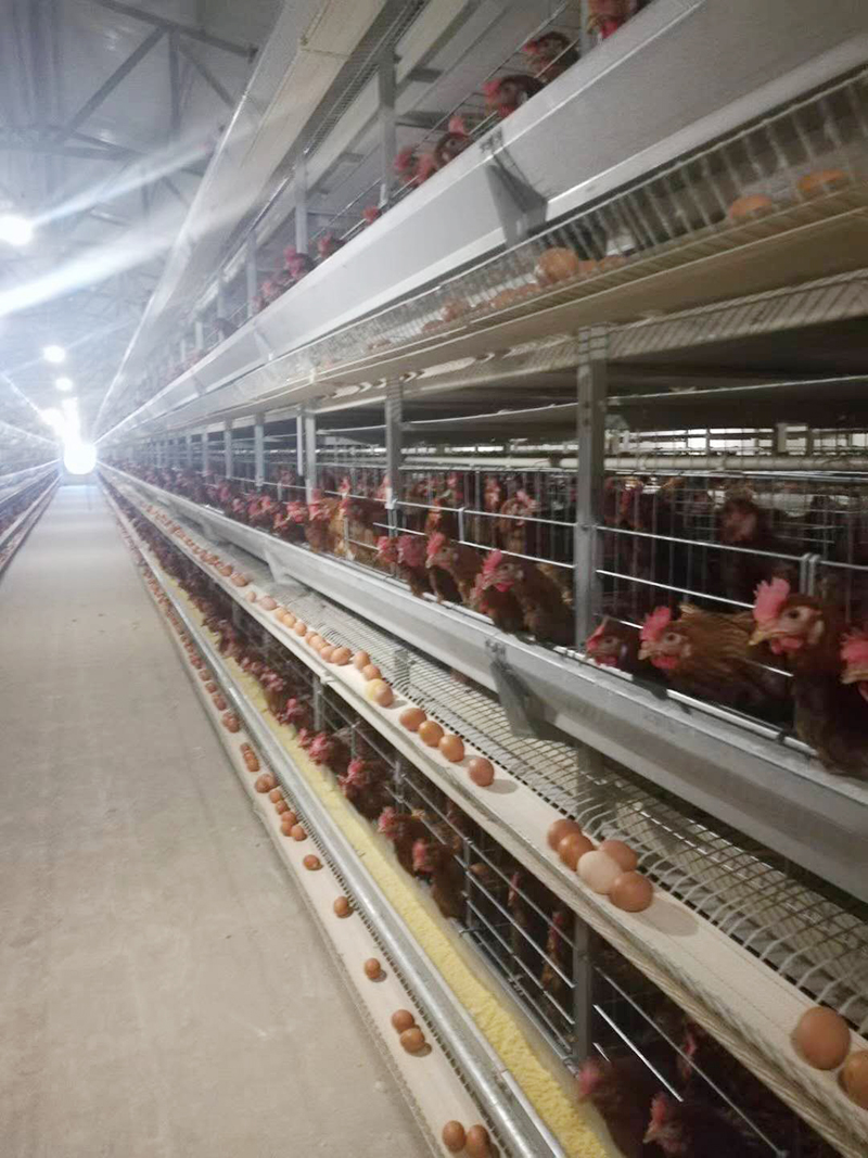 你知道蛋鸡装备的装置要领有哪些吗？？？