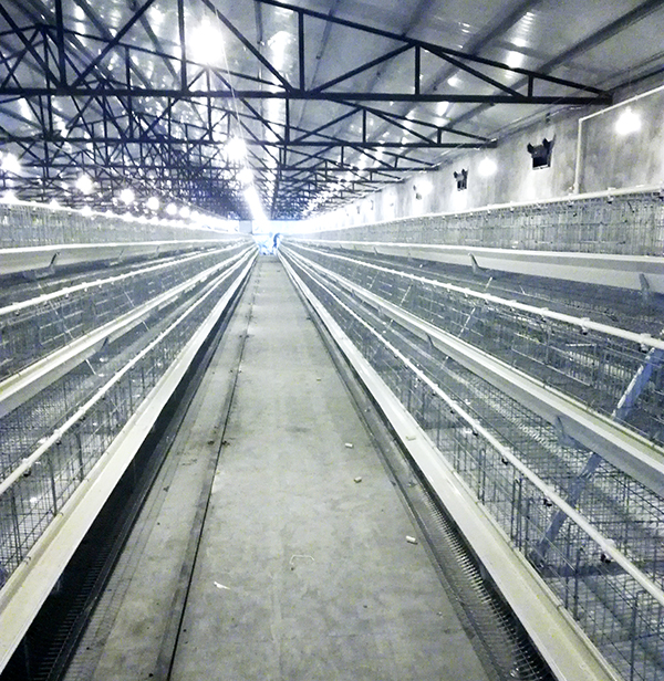 银河99905畜牧蛋鸡装备的手艺要求有哪些？