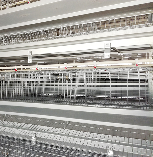 购置蛋鸡装备应该从哪些地方着手？