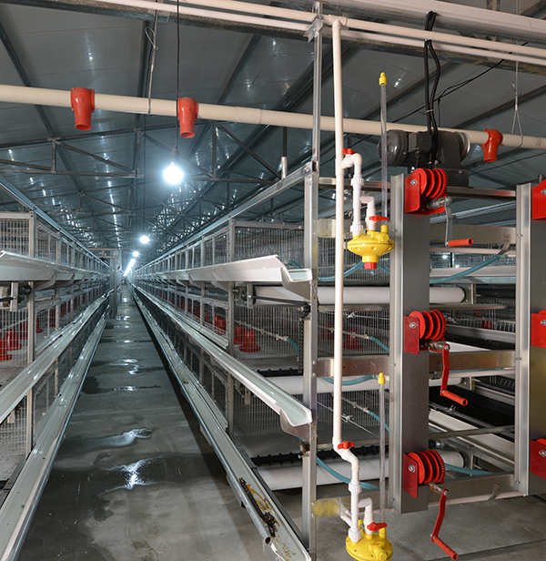 使用肉鸡装备时怎样对肉鸡笼子举行消毒？？